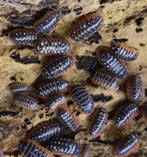 isopods armadillidium klugii, Overige soorten