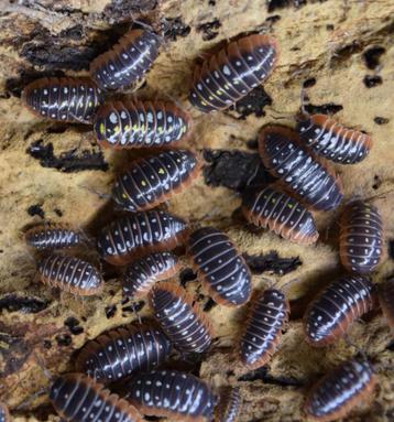 isopods armadillidium klugii beschikbaar voor biedingen