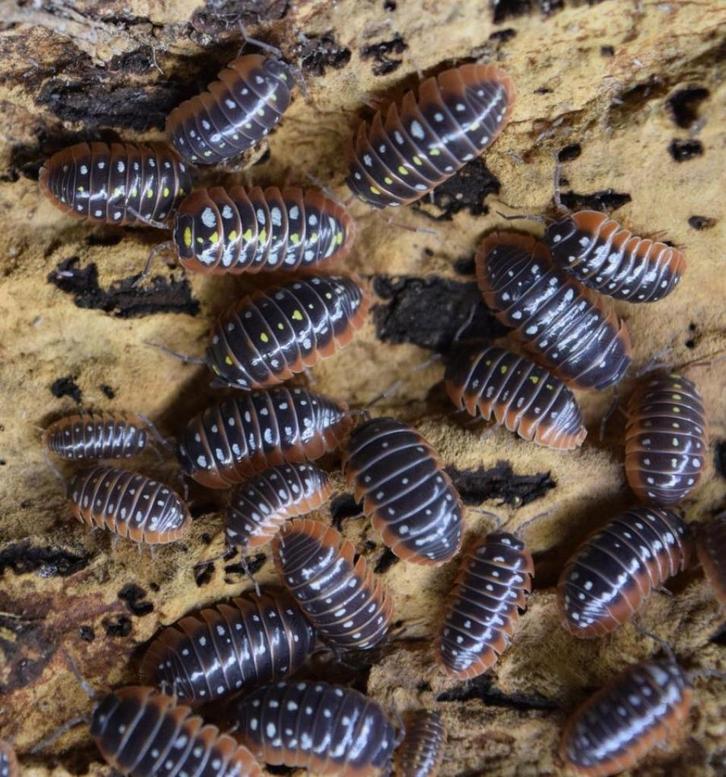 isopods armadillidium klugii, Dieren en Toebehoren, Insecten en Spinnen, Overige soorten