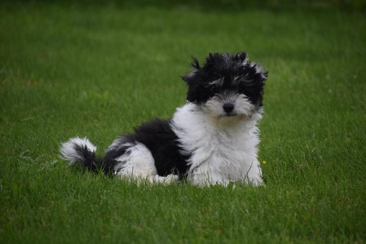 Havanezer pups, Dieren en Toebehoren, Honden | Chihuahua's en Gezelschapshonden, Reu, Overige rassen, Fokker | Professioneel, Meerdere