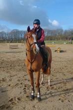 Gezocht: pensionstal of privéstal., Dieren en Toebehoren, Ophalen of Verzenden, Zo goed als nieuw