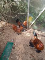 2 Sabel pootkriel hennen, Dieren en Toebehoren, Meerdere dieren, Kip