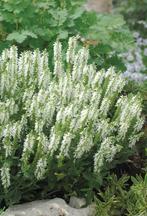 Salvia nemerosa witte salie, vaste plant, bodembedekker, Halfschaduw, Zomer, Vaste plant, Bodembedekkers