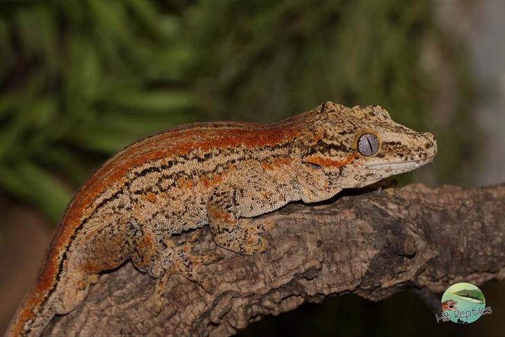 Rhacodactylus auriculatus, Dieren en Toebehoren, Reptielen en Amfibieën