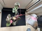 Philodendron pink princess kamerplant, Huis en Inrichting, Kamerplanten, Ophalen, Halfschaduw, Minder dan 100 cm
