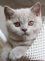 Britse Korthaar kittens – Lilac & Lilac-wit –, Dieren en Toebehoren, Katten en Kittens | Raskatten | Korthaar, Meerdere dieren