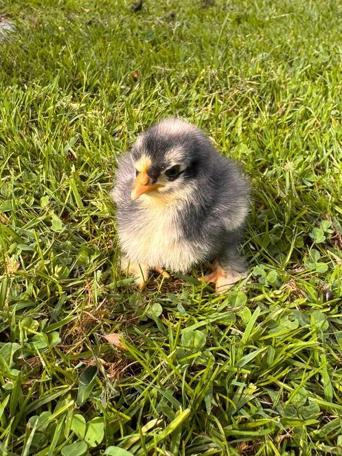 Cochin kriel kuikens (Raszuiver!) 🐥, Dieren en Toebehoren, Pluimvee, Kip, Geslacht onbekend