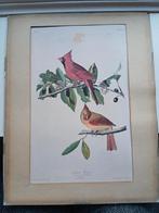 Vintage poster met passpartout vogels, Minder dan 50 cm, Verzenden, Zo goed als nieuw, Foto of Poster