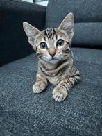 Bengaalse kitten, Dieren en Toebehoren, Katten en Kittens | Raskatten | Korthaar, Poes