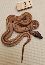 Hypo Leopard 66% anery 66% albino boa imperator, Slang, 0 tot 2 jaar