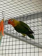 Drie Agapornis Fischeri, Geslacht onbekend, Dwergpapegaai of Agapornis, Tam