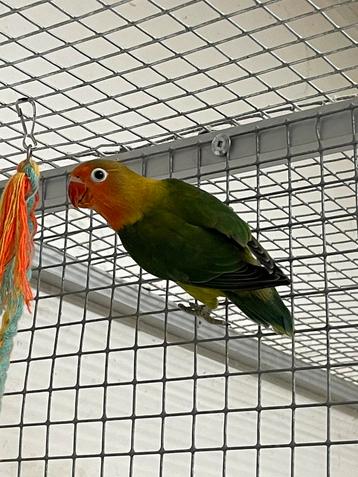 Drie Agapornis Fischeri beschikbaar voor biedingen