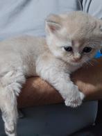 Britse korthaar golden ( ouders met stamboom), Dieren en Toebehoren, Katten en Kittens | Raskatten | Korthaar, Kater, Ontwormd