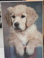 Ingelijste puzzel golden retriever, Ophalen, Nieuw
