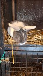 Gratis op te halen, Meerdere dieren, Middelgroot, Hangoor, 3 tot 5 jaar