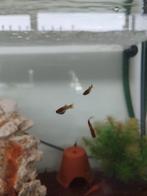 Guppen, Dieren en Toebehoren, Vis, Zoetwatervis