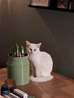 Lief poesje, Poes