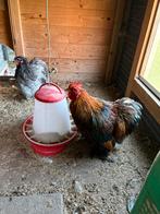 Cochin kriel haantje, Dieren en Toebehoren, Pluimvee, Mannelijk, Kip