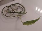 Epipremnum Pinnatum Variegata stek, Ophalen of Verzenden, Overige soorten, Minder dan 100 cm