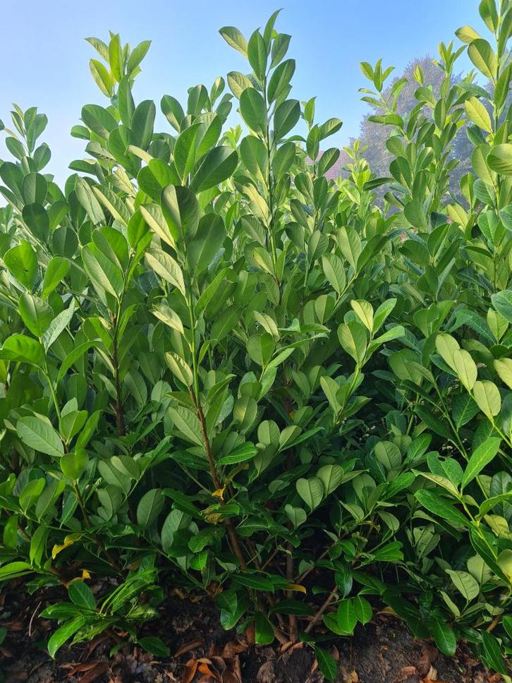 Mooie Laurier (120-140 cm), Tuin en Terras, Planten | Bomen, Ophalen of Verzenden