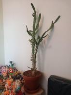 Platte cactus, Huis en Inrichting, Kamerplanten, Ophalen, Cactus, Volle zon, Minder dan 100 cm