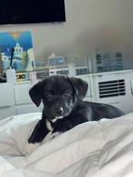 Cordigan welsh corgie, Parvo, Reu, 8 tot 15 weken, Eén hond