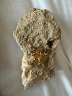 Mosasaurus Tand Fossiel in Matrix, Verzamelen, Mineralen en Fossielen, Ophalen of Verzenden, Fossiel