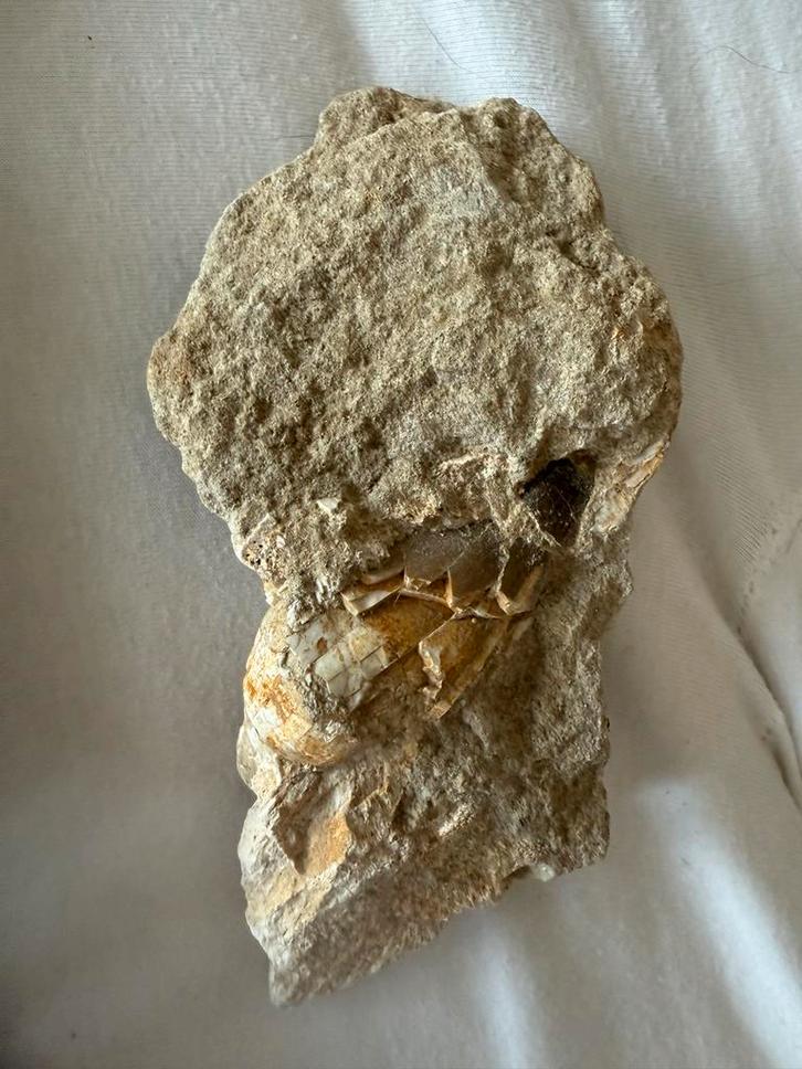 Mosasaurus Tand Fossiel in Matrix, Verzamelen, Mineralen en Fossielen, Fossiel, Ophalen of Verzenden