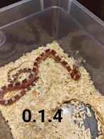 Pantherophis guttatus, Slang, Tam, 0 tot 2 jaar