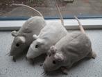 3 x Dikke Rat van IKEA Gosig Ratta grijsof wit muis velours, Ophalen of Verzenden, Zo goed als nieuw, Overige typen