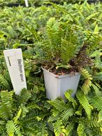 Diverse soorten Varens blenchnum, polypodium, Dryopteris, Ophalen, Bloeit niet, Varens, Halfschaduw
