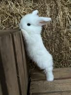2 knappe minilop rammetjes 🩵, Dieren en Toebehoren, Konijnen, Mannelijk, Dwerg, Hangoor, 0 tot 2 jaar
