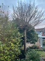 Bolacacia (Obinia) Gratis Af te Halen, Lente, 250 tot 400 cm, Ophalen, Volle zon