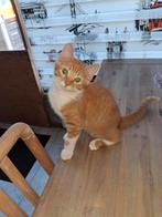Prachtige kitten katertje Europees korthaar, Dieren en Toebehoren, Katten en Kittens | Overige Katten, Kater, Kortharig, 0 tot 2 jaar