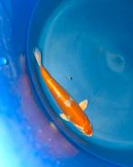 Koi Doitsu kujaku, Dieren en Toebehoren, Karper of Koi