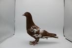 Choco kleurpostduif, Dieren en Toebehoren, Vogels | Duiven, Geslacht onbekend, Postduif