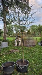 Prachtige poncirus trifoliata boom, ofwel wilde citroen, Tuin en Terras, Planten | Fruitbomen, Ophalen, 250 tot 400 cm