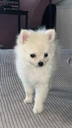 Pomchi pup reu wit, HCC (leverziekte), 15 weken tot 1 jaar, Eén hond, Nederland