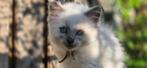 Ragdoll kittens te koop, Meerdere dieren, Gechipt, 0 tot 2 jaar