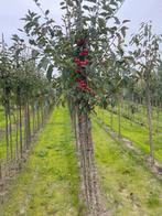 Sierappel. Red sentinel. Everest., Ophalen of Verzenden, Volle zon, Overige soorten