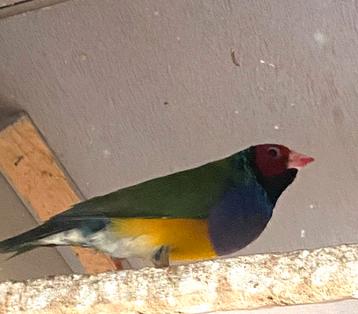 Gouldamadine man beschikbaar voor biedingen