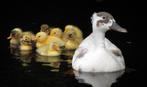 Schattige jonge eendjes kuikentjes te koop aangeboden, Geslacht onbekend, Eend