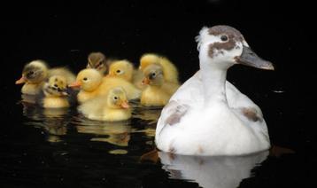 Schattige jonge eendjes kuikentjes te koop aangeboden  beschikbaar voor biedingen
