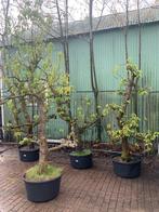 Perenboom perenbomen, Tuin en Terras, Planten | Bomen, Ophalen, Halfschaduw, Overige soorten, 100 tot 250 cm