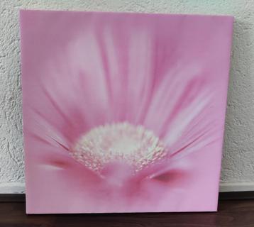 Roze bloem foto 40x40 cm