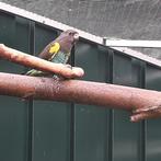 Meyer-papegaai (Poicephalus Meyeri Damarensis), Dieren en Toebehoren, Vogels | Parkieten en Papegaaien, Vrouwelijk, Papegaai, Geringd