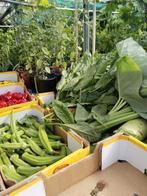 Tulsi (heilige basilicum) 2,50 per plant, Ophalen, Volle zon, Overige soorten, Minder dan 100 cm