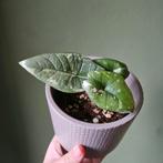 Alocasia Platinum Albo, Huis en Inrichting, Kamerplanten, Ophalen of Verzenden, Minder dan 100 cm