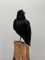 Opgezette Zwarte Raaf, Verzamelen, Dierenverzamelingen, Ophalen of Verzenden, Zo goed als nieuw, Vogel, Opgezet dier