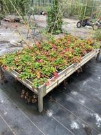 kweektafel, Tuin en Terras, Kweekspullen, Ophalen, Gebruikt, Kweektafel